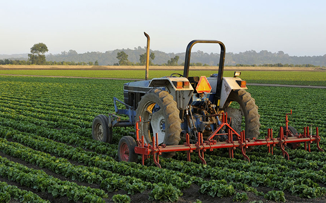 Agricultural engineering and livestock